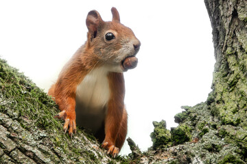 Eichhörnchen mit einer Haselnuss im Maul