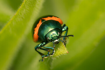 Small Swamp Milkweed Leaf Beetle resting on a leaf with bluured background