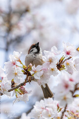 Cherry blossms with a bird