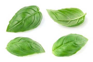 Green basil leaves isolated on white background