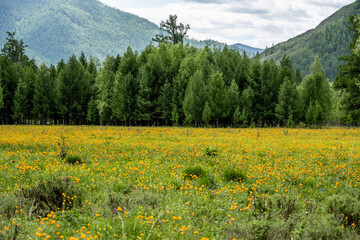 summer panoramic landscape of mountains and forest and waterfall against the sky in the area of ​​Lake Teletskoye in Altai