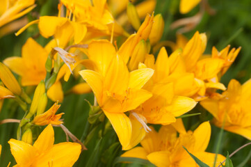 Blooming yellow daylilies in the garden