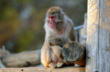 Fototapeta premium ニホンザル