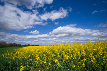 agricultural field with yellow rapeseed flowers, against a blue sky with white clouds, a bright spring landscape on a sunny day, a beautiful scene