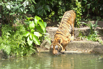 Tiger is drinking water.