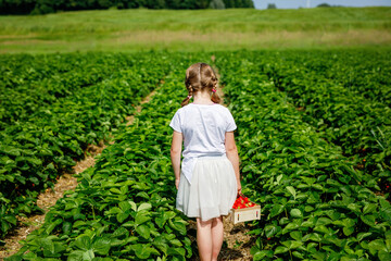 Little girl picking strawberries on a strawberry farm. Happy child with eyeglasses and ripe berries on pick a berry field.