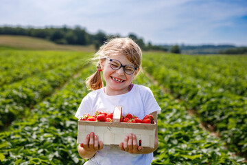 Little girl picking strawberries on a strawberry farm. Happy child with eyeglasses and ripe berries...