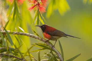 Langbian Sunbird (endemic sub-species johnsi) - from Da Lat, Vietnam 
