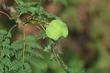 seedpod of jacaranda (Jacaranda mimosifolia) tree	
