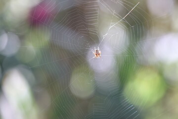 spider and spider web in the morning