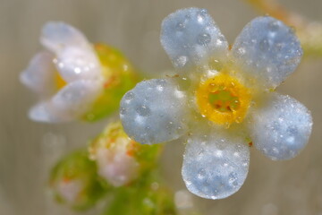 【キュウリソウ】　数ミリの小さな花