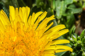 Macro photo of petals of dandelion (taraxacum officinale). Cropped macro photo of a yellow flower. Close up of flower in meadow on spring time.