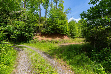 Obraz premium overgrown wooded land