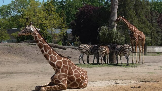 giraffe animal in the zoo