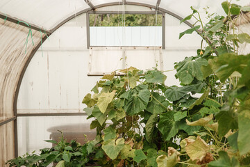 Cucumbers hang on a branch in the greenhouse. The concept of gardening and life in the country.