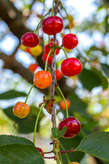 Cherry tree garden. Summer harvest concept. Ripe cherry fruits. Summertime background. Summer still life. Organic red cherry. Bright green foliage with red berries. Summer scenery. June nature.