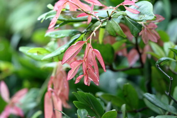 red and green leaves with drops. pink and green leaves on the tree