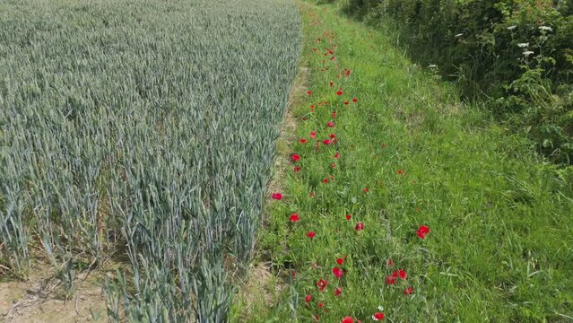 Poppies growing in an Arable Field Margin at the edge of a field of barley by a footpath. June, Kent, UK	