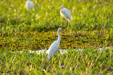 Great egret, Northern Territory, Australia