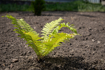 Fresh green fern sprouting in the spring garden soil