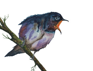 bird on a branch watercolor illustration black bird