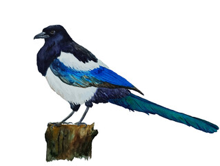magpie bird watercolor illustration black bird long tail colorful bird