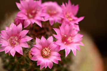 Obraz premium サボテンの花