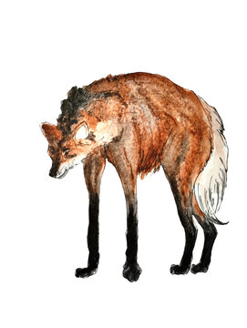 maned wolf guara watercolor illustration mountain wolf sketch character