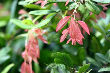 red and green leaves with drops. pink and green leaves on the tree