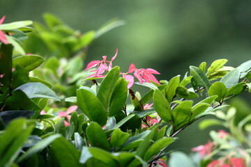 Obraz premium red and green leaves with drops. pink and green leaves on the tree