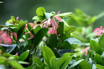red and green leaves with drops. pink and green leaves on the tree