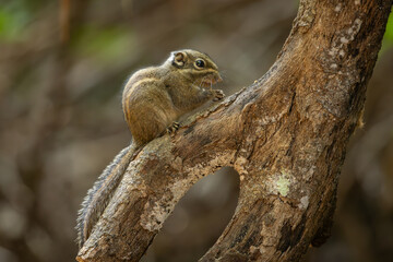 Maritime striped squirrel perched on a tree