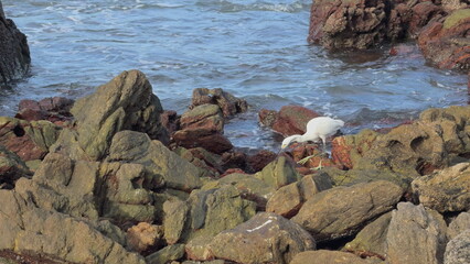 White heron hunting insects among rocks with ocean in the background