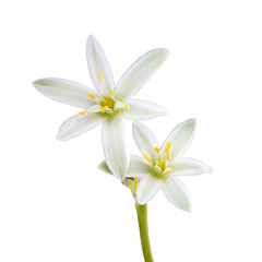 Fototapeta premium white flower with 6 petals in the shape of a lily, isolated on a white background