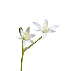 Fototapeta premium white flower with 6 petals in the shape of a lily, isolated on a white background