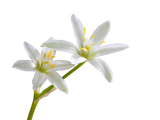 Obraz premium white flower with 6 petals in the shape of a lily, isolated on a white background