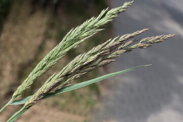 Obraz premium various grass plants blooming at spring on meadow