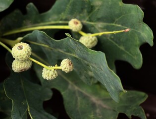 quercus robur tree and growing fresh acorns close up