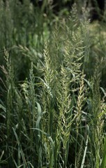 various grass plants blooming at spring on meadow