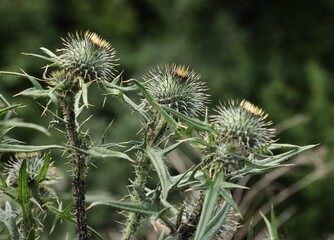 green wild thistle plant close up