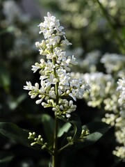 white fragrant  small flowers of Privet bush close up
