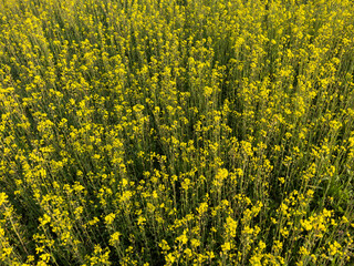 Rapeseed field during rapeseed flowers blooming season