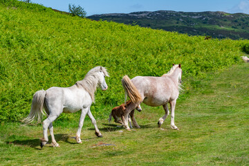 Obraz premium walking around Conwy in North Wales