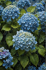 hydrangea,Decorative painting, 4k, core, spray painting