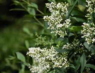 white fragrant  small flowers of Privet bush close up