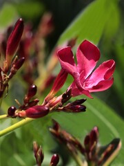 red  flower of mediterranean shrub oleander