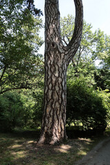 picturesque two-coloured brown and grey trunk of Pinus-Nigra old tree in park