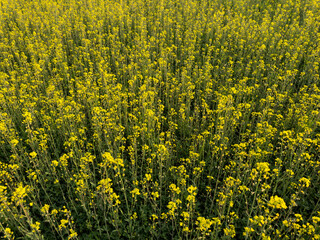 Obraz premium Scenic rural landscape with yellow rape, rapeseed or canola field. Rapeseed field, Blooming canola flowers close up. Rape on the field in summer