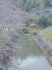 桜の咲く川