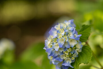 青い紫陽花